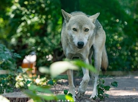 Волки в ростовском зоопарке